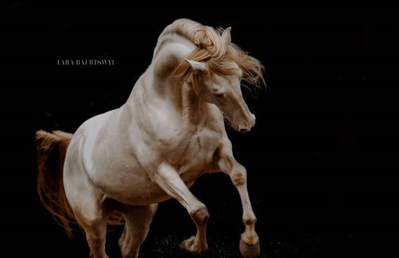 Kunstvolle und zeitlose Pferdefotos