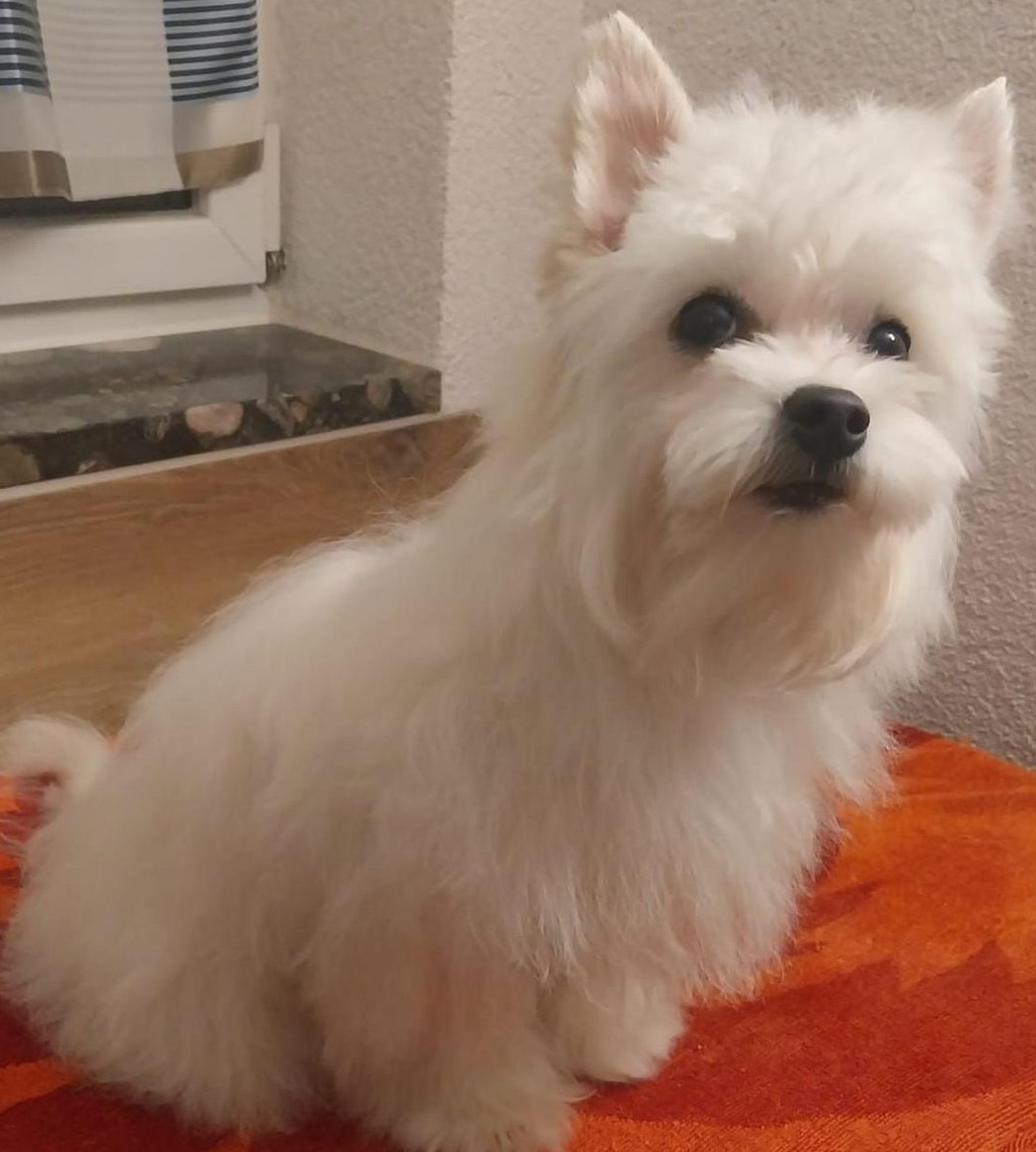 Soji der Surfer Yorkshire Terrier, in Ausbildung