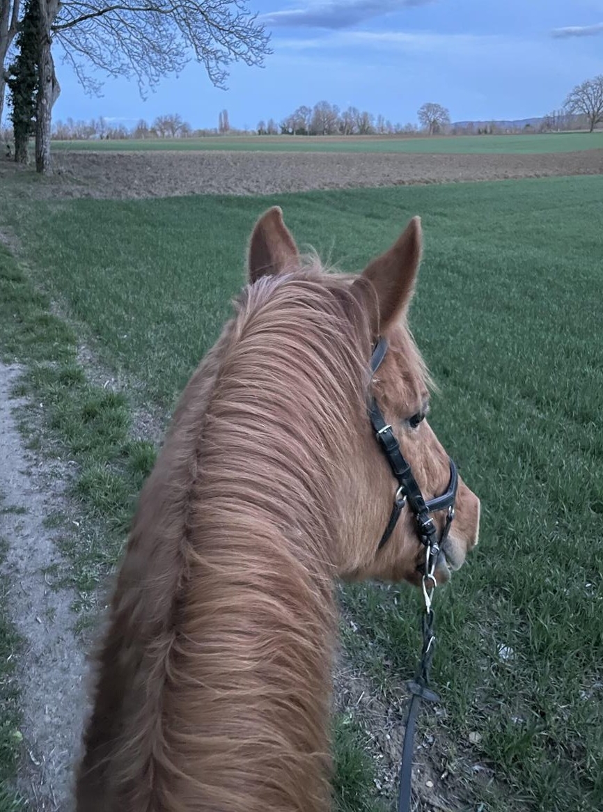 Suche Reitbeteiligung für Wallach in Blotzheim/ Frankreich