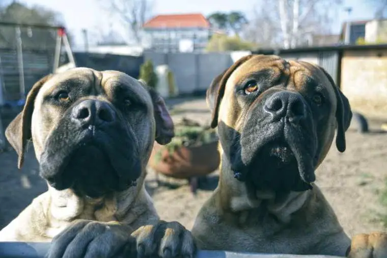 Bullmastiff old englisch Mastiff wurf Ankündigung