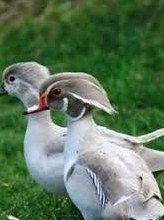 Zierenten und Gänse abzugeben