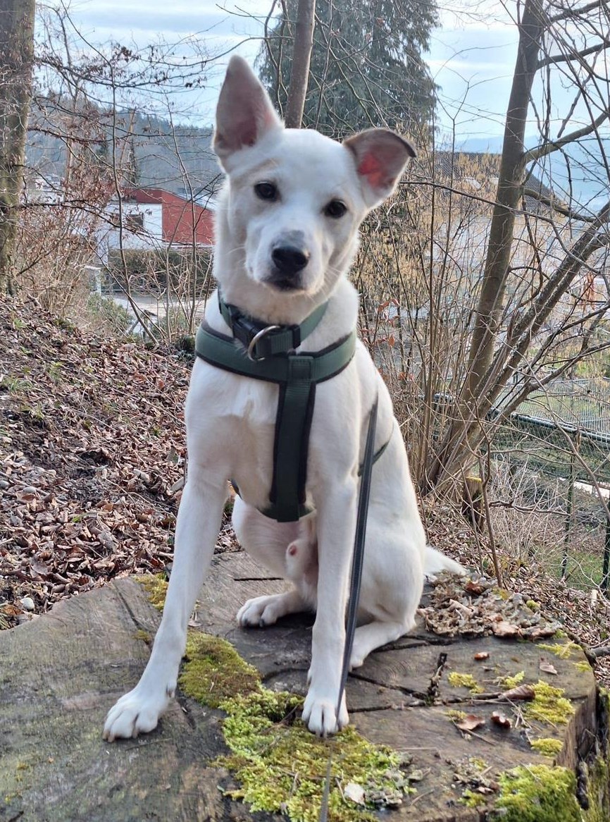 Rüde Sebas sucht ein Für-immer-Zuhause