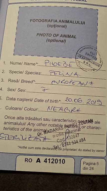 Katzen suchen neues Zuhause