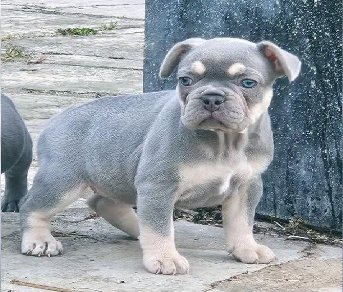 Französische Bulldoggen Welpen