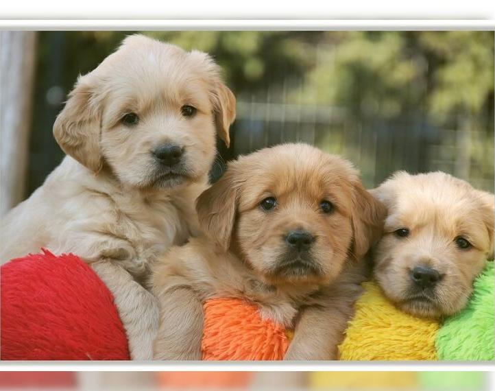 Golden Retriever Welpen vom Thüringer Wald