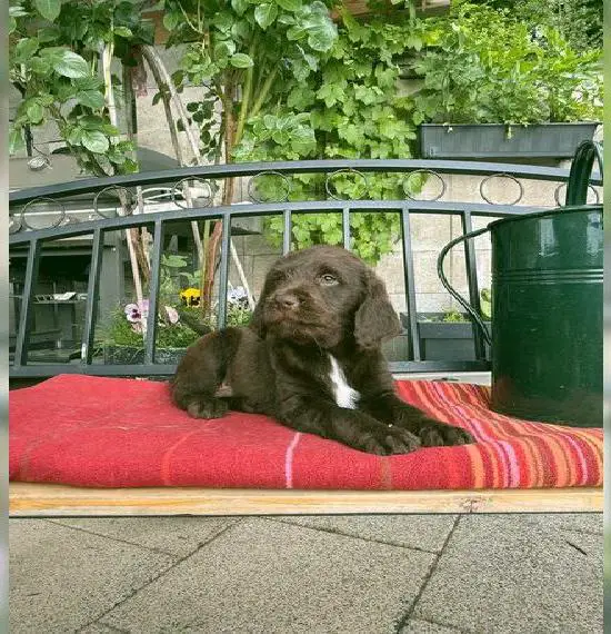 Medium Labradoodle F1 braun und gelb