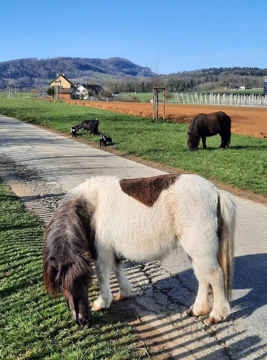 2 brave Shetty Stuten, zusammen oder getrennt