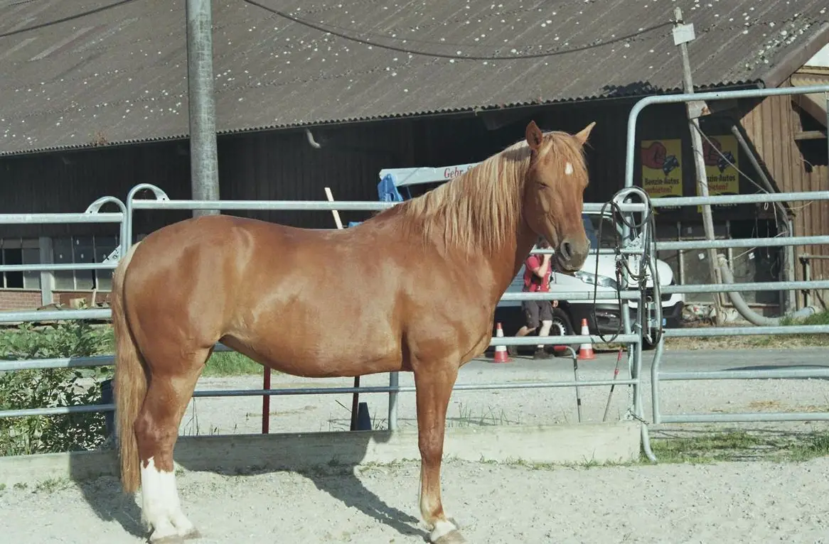 Ferienvertretung gesucht für Pferd