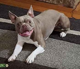 Suche Deckrüden für Lilac Boston Terrier Hündin