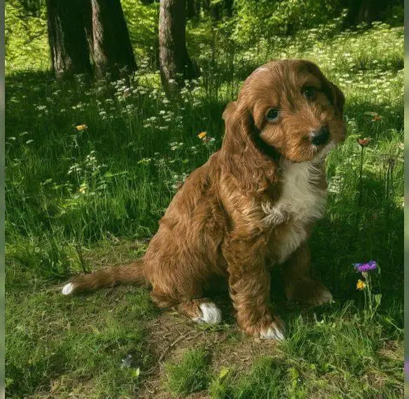 Bezaubernde Cockapoo-Welpen in Red & Apricot suchen liebevolles Zuhause