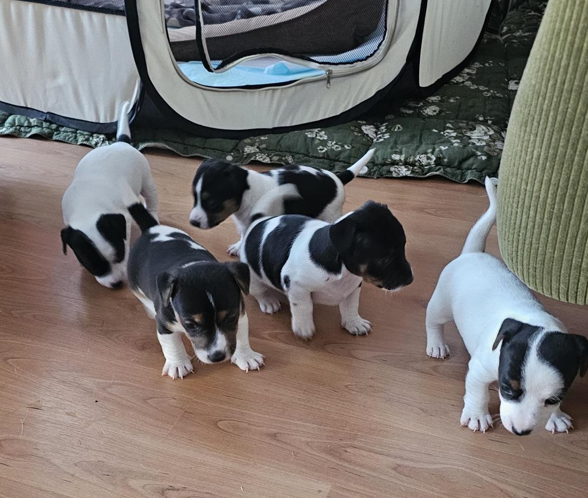 Jack Russell Terrier Welpen suchen liebes Zuhause