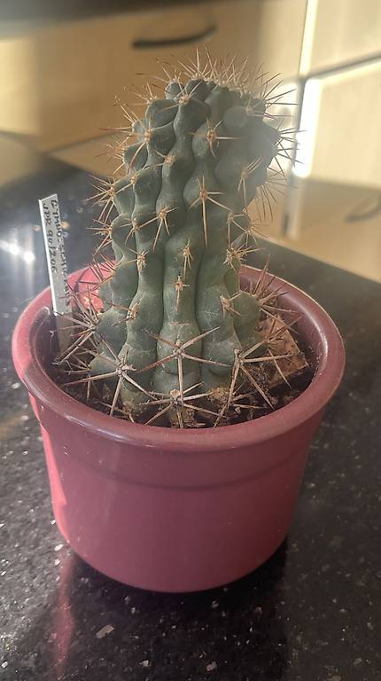kaktus gymnocalycium schickendantzii
