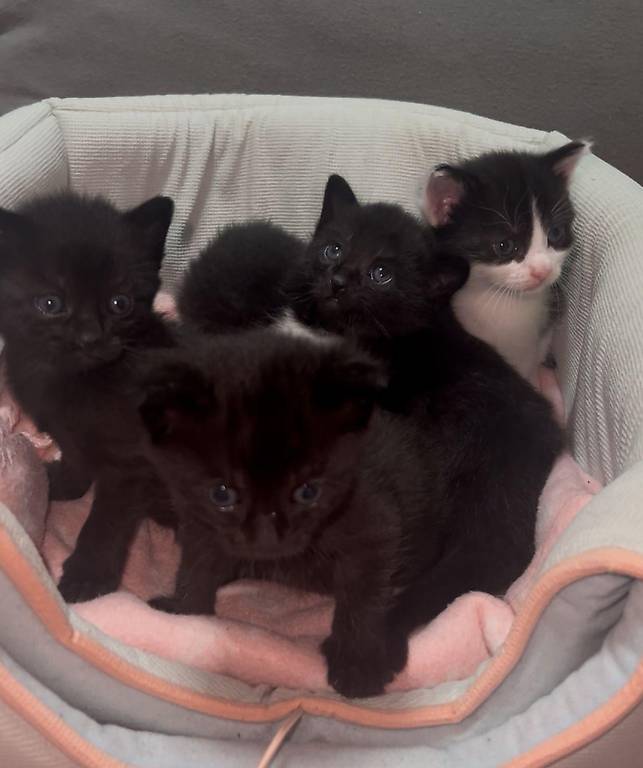 EHK Kitten, Büssis Kätzchen