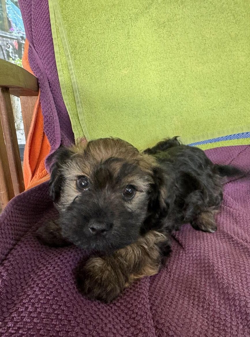 Bolonka Zwetna Welpen suchen ein Zuhause