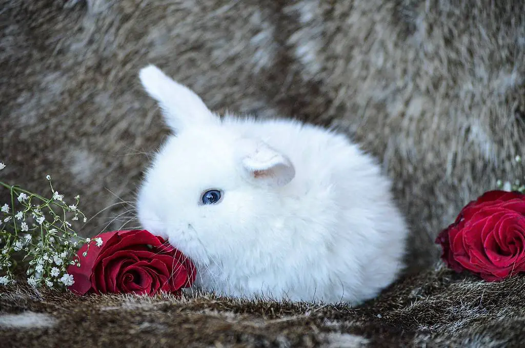 Lapin nain minilop pure race / mini lop kaninchen kaufen