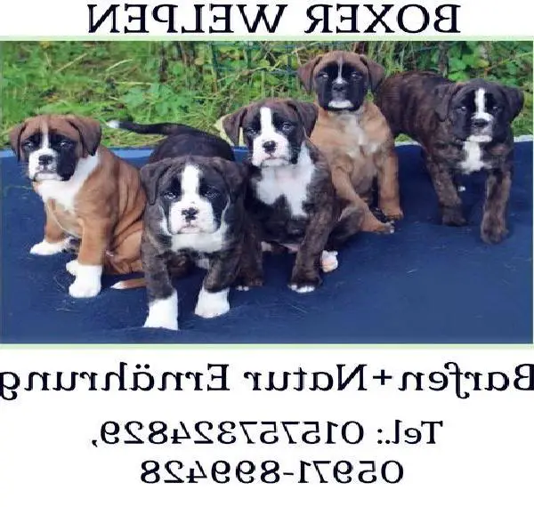 Kräftige Boxer-Welpen (barfen + Natur Ernährung)