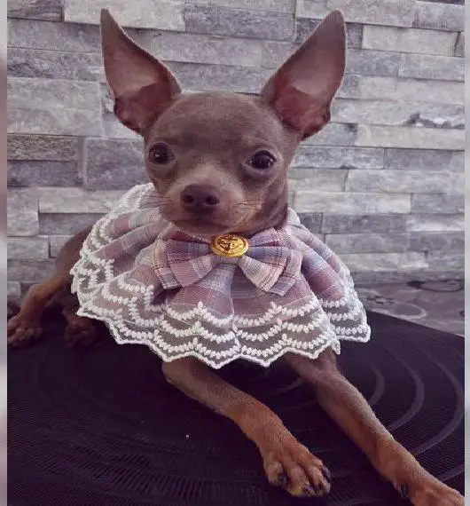 Reinrassige Russkiy Toy