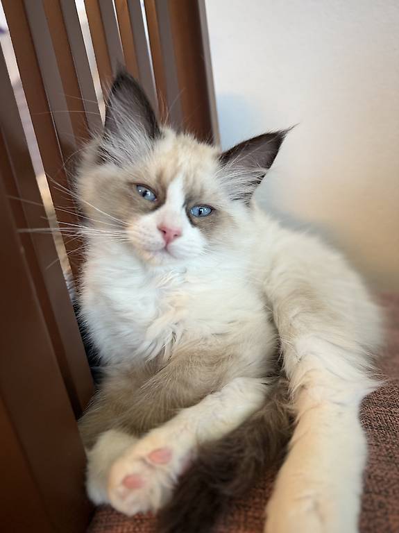 Reinrassige Neva Masquarade Kätzchen