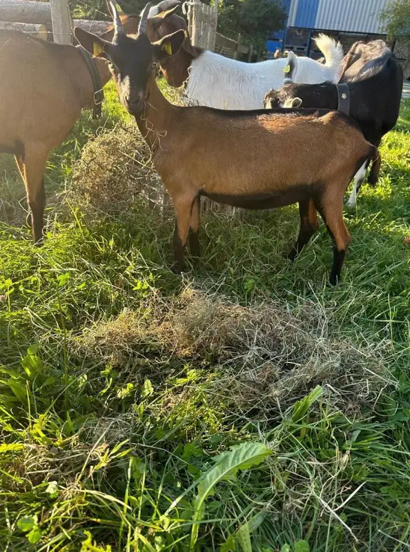 Gemsfarbige Gebirgsziege zu verkaufen