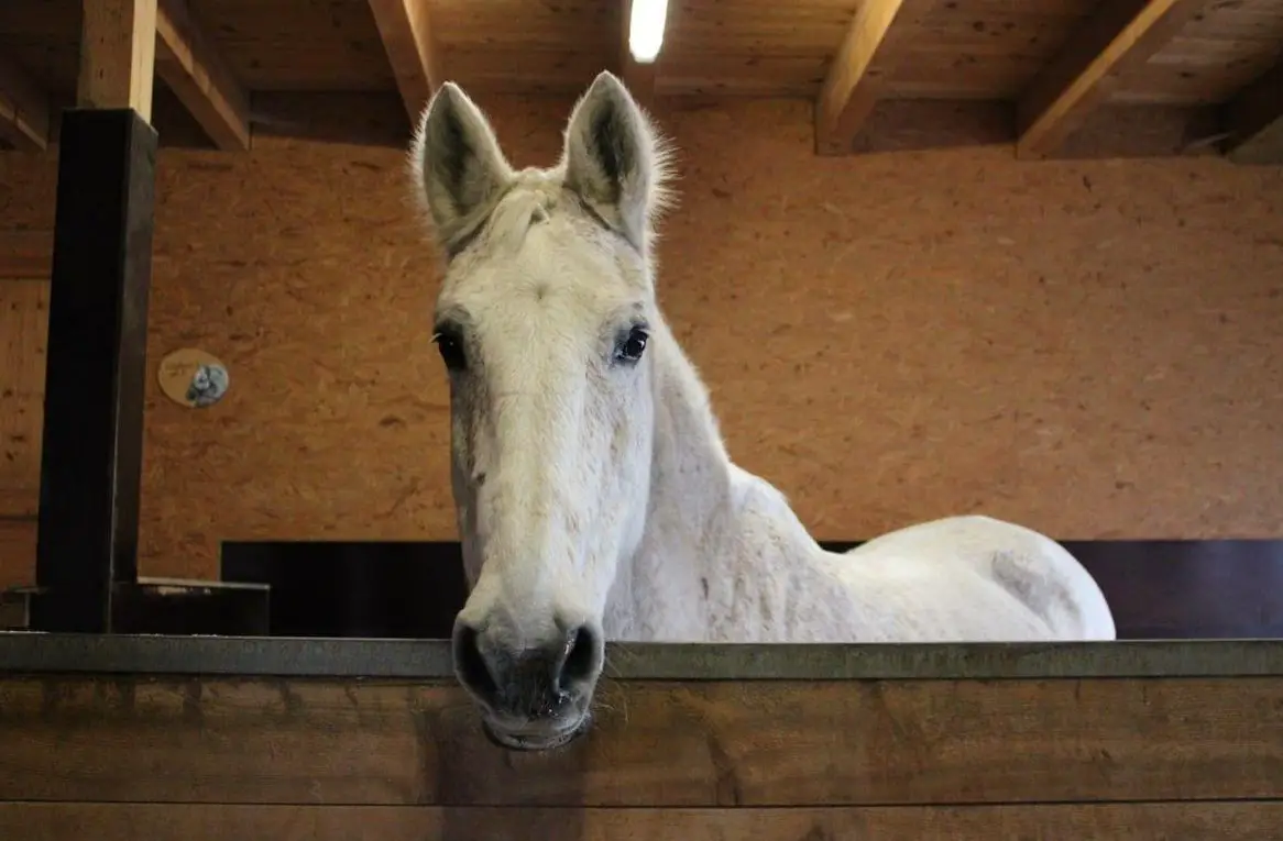 Biete Reitbeteiligung auf Deutschem Reitpferd