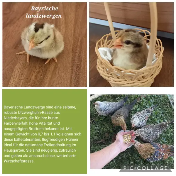 Verschiedene Rassen Küken