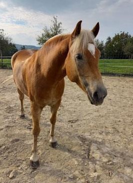 Haflinger Stute, 6-jährig sucht Lebensplatz