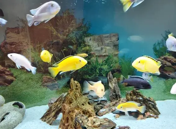 Malawi Buntbarsche rot/pink/gelb/dunkelblau zu verkaufen