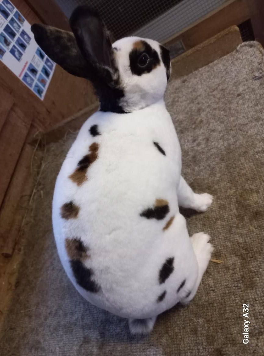 Kleinrex Zibbe, Dalamantiner dreifarbig