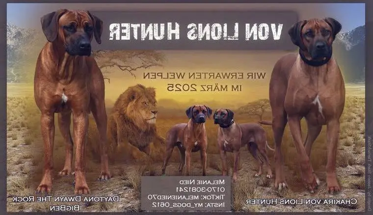 Rhodesian Ridgeback Welpen R.I.P