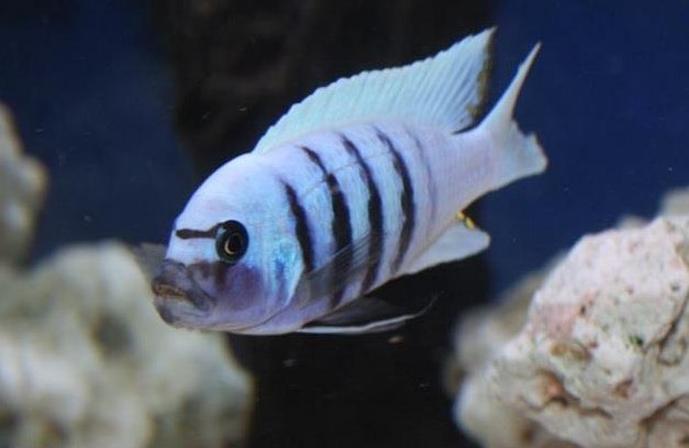 Malawi Buntbarsche «Cynotilapia afra white top galileya»