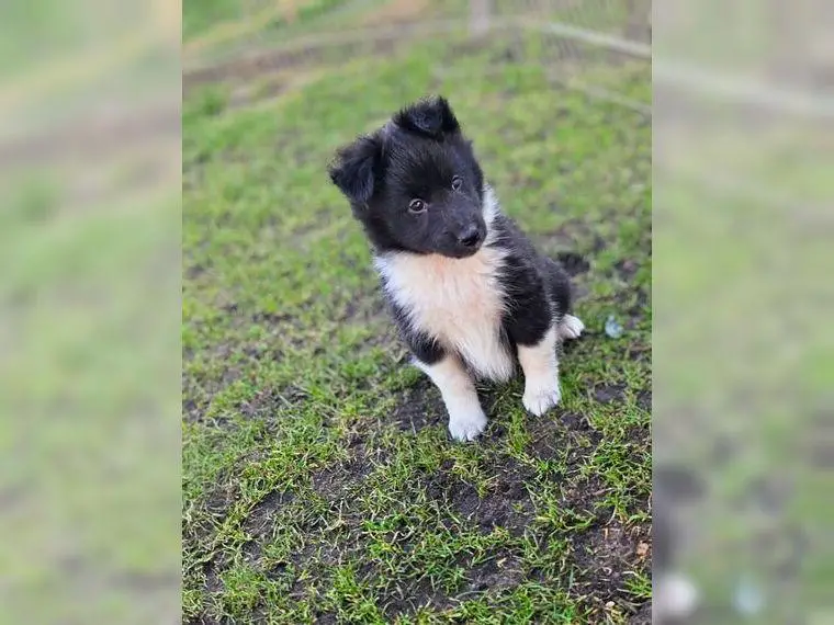 Wunderschöner schwarz-weisser Sheltie Welpe