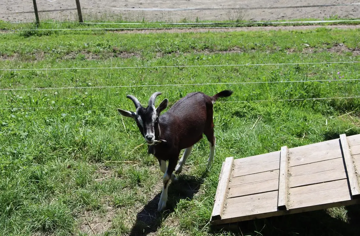 Bündner Strahlenziegen Böcklein zu verkaufen