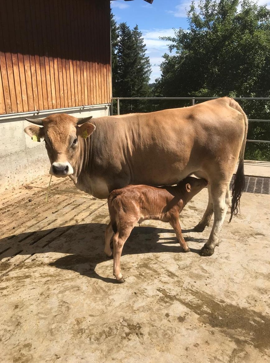 Junge Mutterkuh mit Kalb zu verkaufen