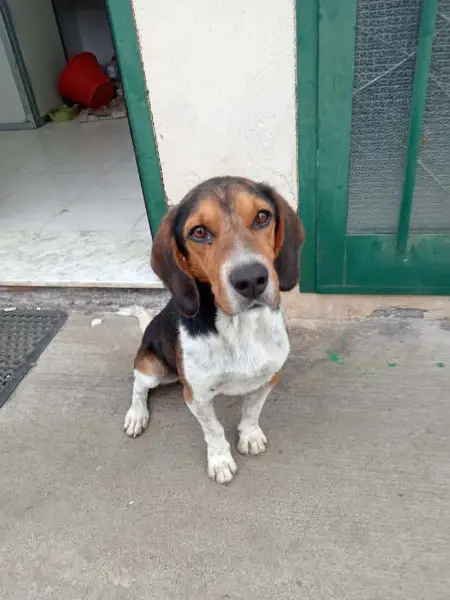 Leo, Beagle Mischling im Canile