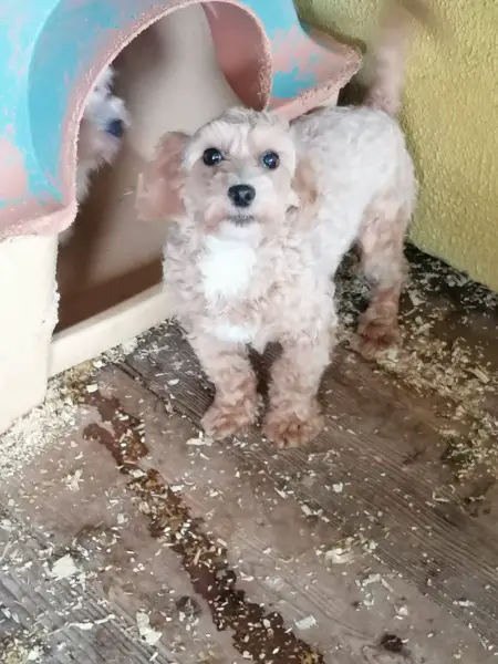 Aka Maltipoo Weibchen