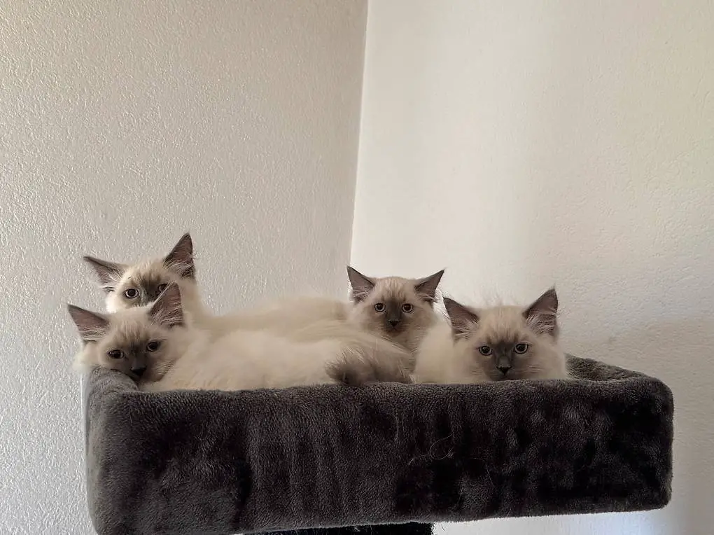 Adorables chatons Ragdoll