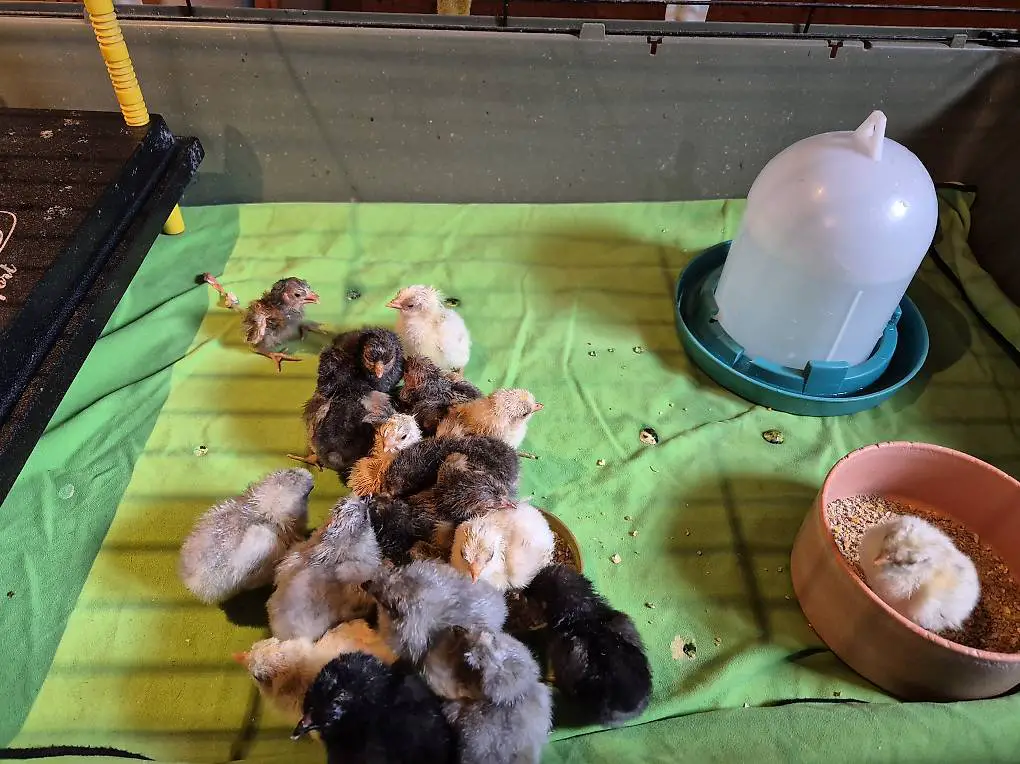 Küken Appenzeller Spitzhauben