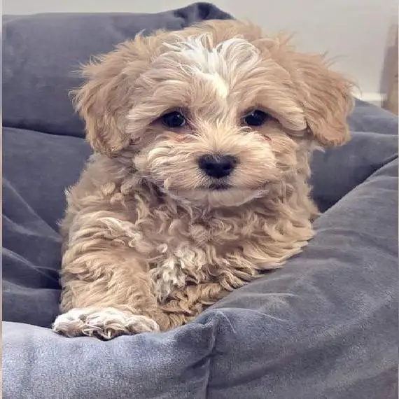 Maltipoo Welpen