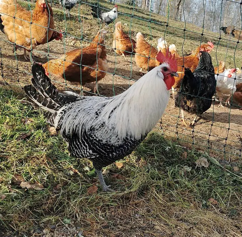 Hähne Rassen: Brakel und Appenzeller-Spitzhauben