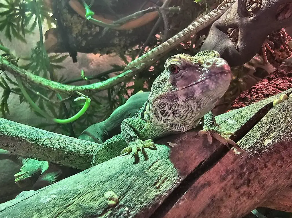 Halsbandleguan-Paar (adult) Preis für Beide