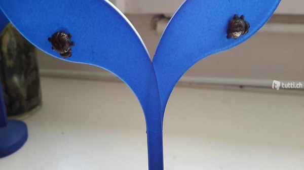 Ohrringe marienkäfer