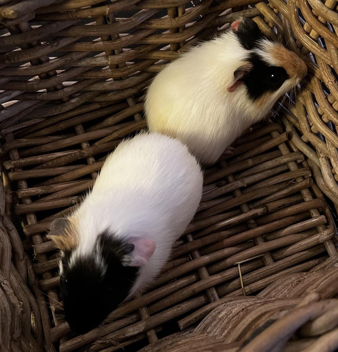 Junge Glatthaar Meerschweinchen zu verkaufen