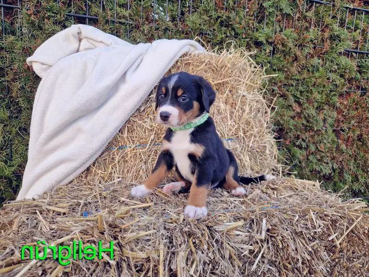 Welpen Appenzeller Sennenhund