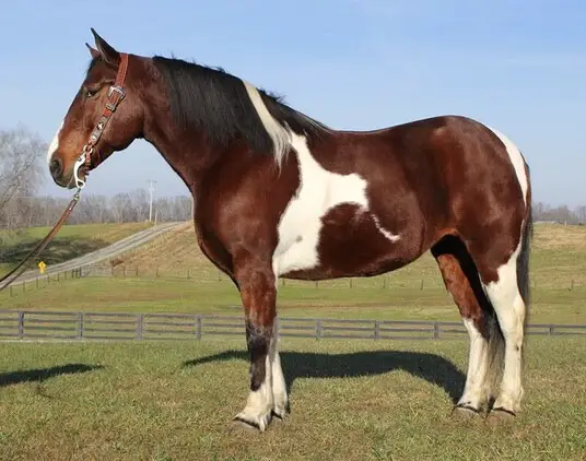 Mira 8 Jahre alte 162 cm grosse Quarter Horse Stute