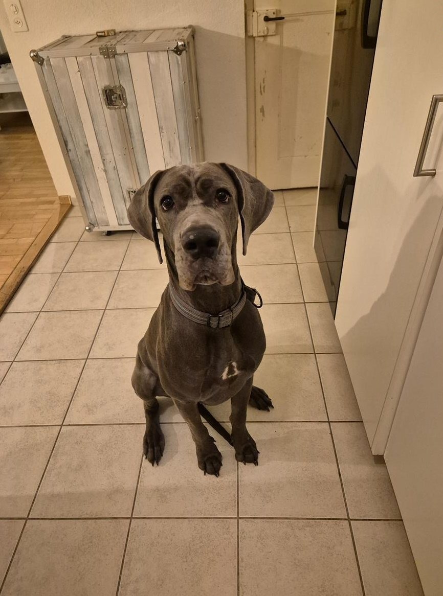 Deutsche Dogge Hündin, 1½-jährig