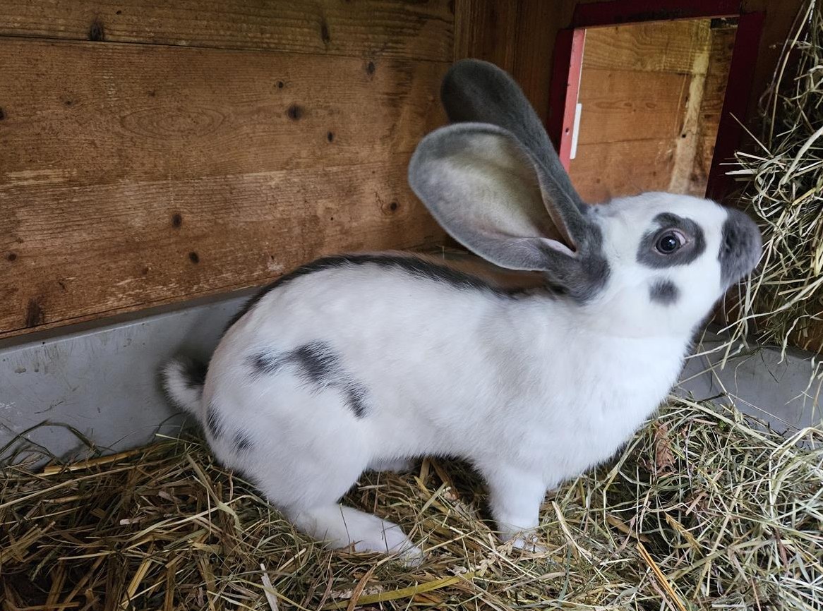 Junge Schweizer Schecken Kaninchen zu verkaufen