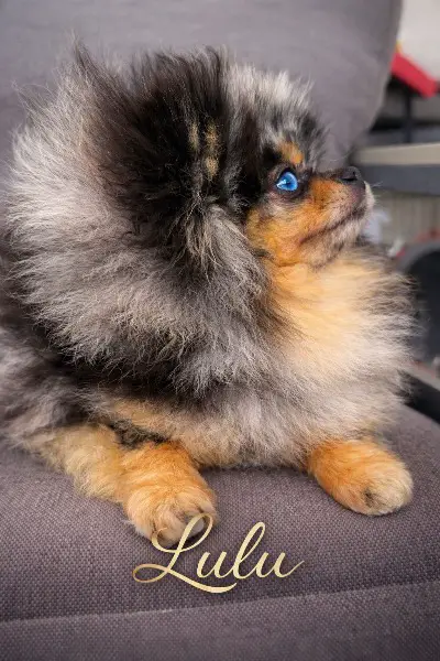 Pomeranian Zwergspitz Merle Hündin