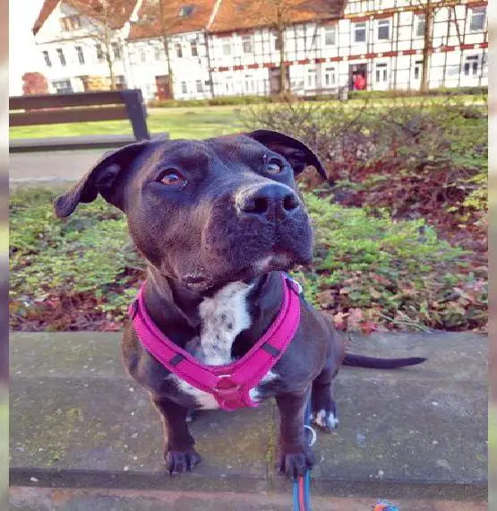 American Staffordshire Terrier Welpen