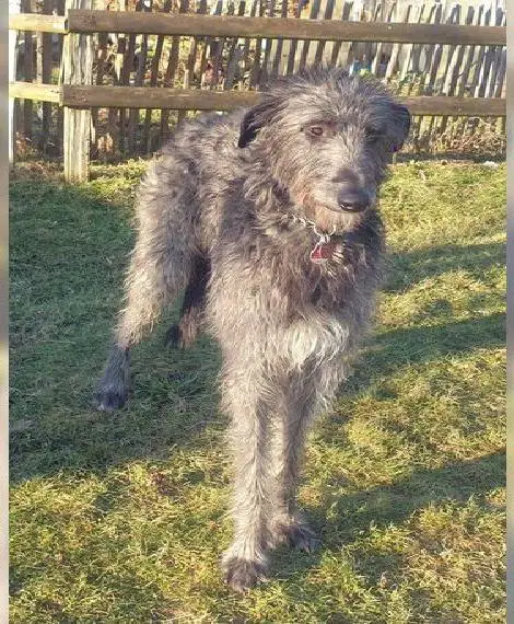 Schottischer Windhund Deerhound