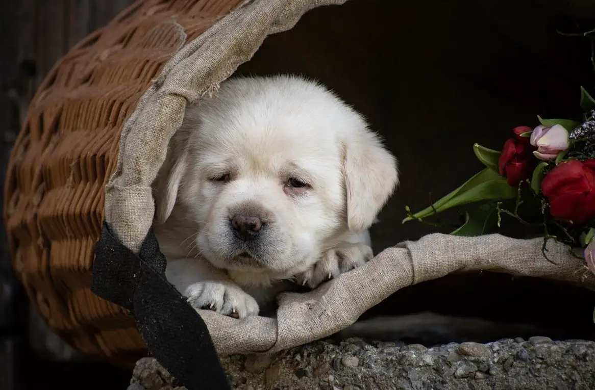Hübsche Labrador Welpen suchen ein Zuhause